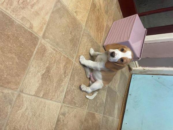 Image 3 of Stunning KC registered beagle puppies