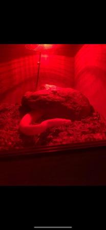 Image 5 of Albino black pastel ball python and full set up!