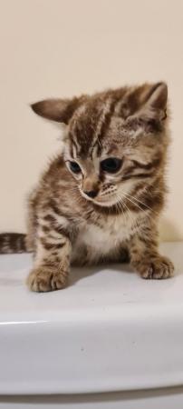 Image 9 of DISCOUNTED Bengal kittens ready for a loving new home