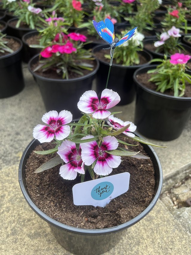 Teacher gift / garden plants / flowers reduced