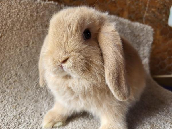 Image 3 of Ready Now ... Fawn Mini Lop Buck