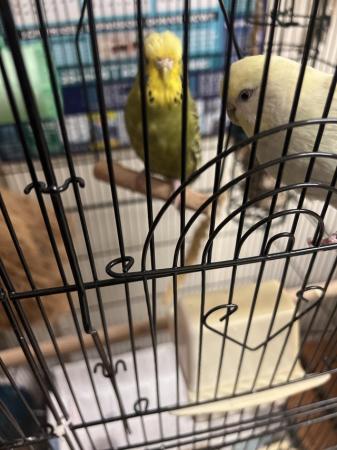 Image 3 of 4 budgies for sale with cage