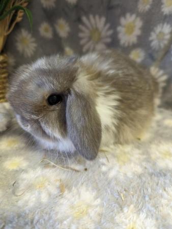 Image 3 of Mini lop babies available now ....,.