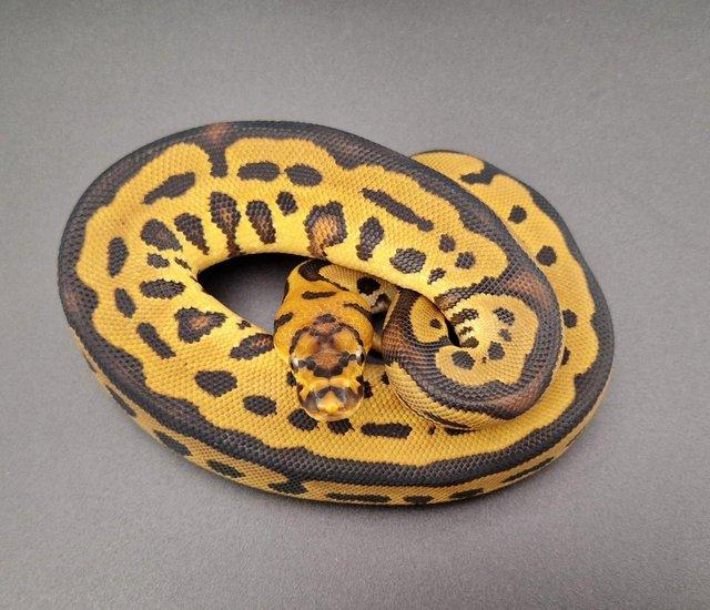 Preview of the first image of Leopard YB Clown 50% Het Pied Male Ball Python 230604.
