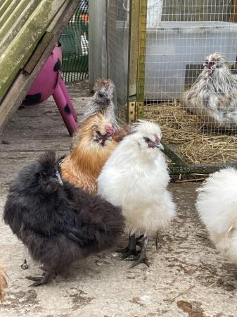 Image 2 of Silkie cockerels free to good homes