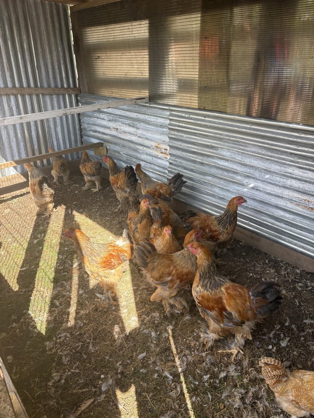 12-16 week old Brahma hens and cocks