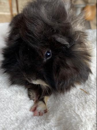 Image 2 of Beautiful long haired very friendly  baby boy guinea pigs