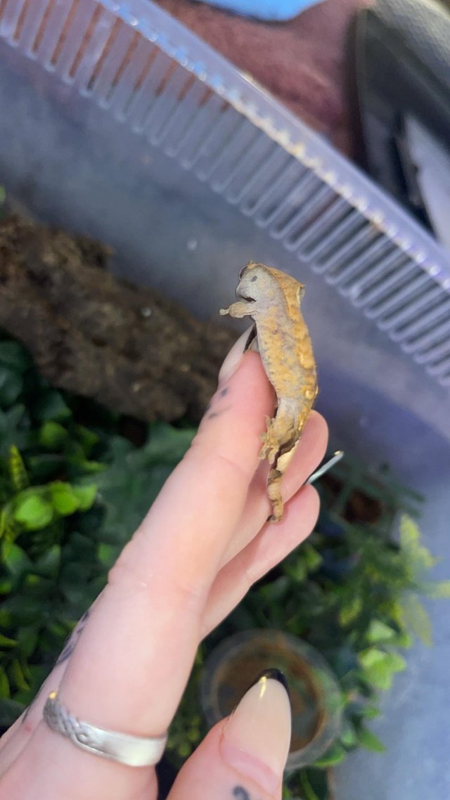 Preview of the first image of CB23 Harlequin Crested Gecko.