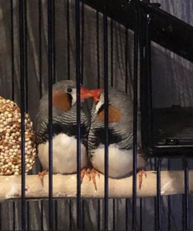 Image 5 of Paired budgies plus paired zebra finches
