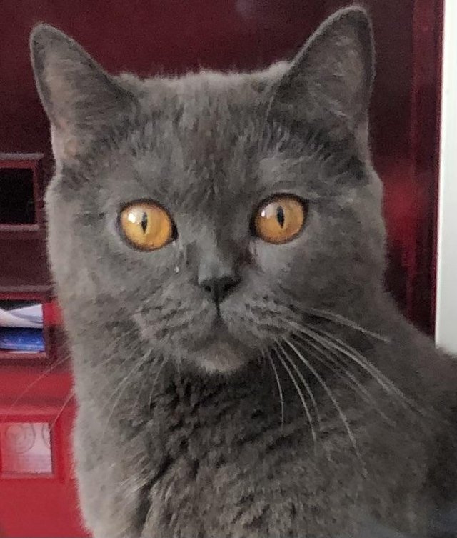 Preview of the first image of British blue shorthair.