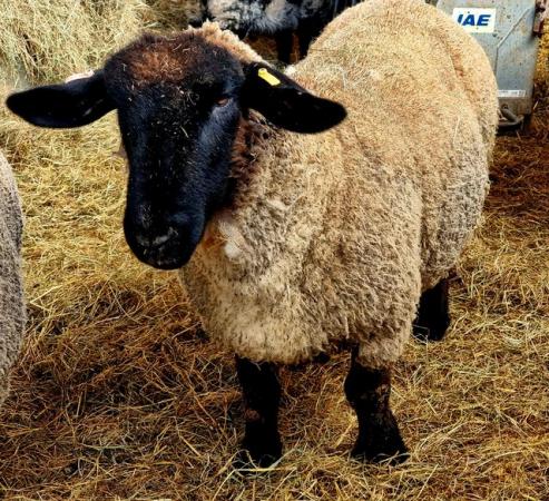 Image 1 of Pedigree suffolk ewe with ewe lamb at foot