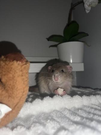 Image 1 of 4-5 month old rat for sale