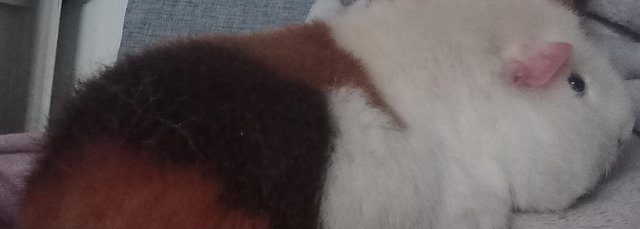 Image 2 of Trio coloured pure breed teddy guinea pig