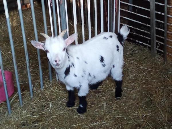 Image 1 of Young pygmy goats about ,six. Months old