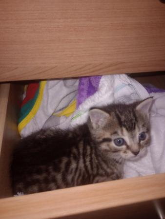 Image 4 of Beautiful tabby x Bengal kitten