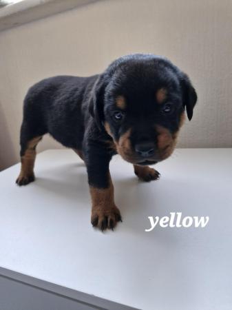 Image 6 of 4 left !!! rottweiler pups for sale, 1 boy and 4 girls ??