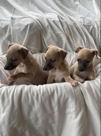 Image 4 of Beautiful whippet puppies