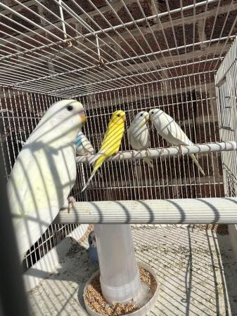 Image 6 of Budgies!!! Goldfinch!!! Goldfinch mules!!!