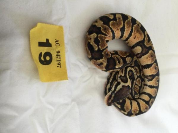 Image 3 of Pastel baby royal python - Female