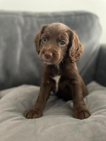 Image 15 of NEW LITTER - COCKER SPANIEL PUPPIES