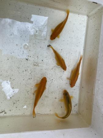 Image 5 of 5 yellow/ orange goldfish.