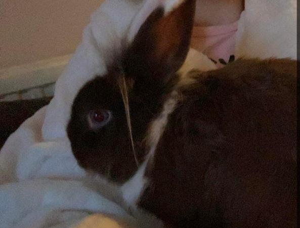 Image 4 of Brown and White Male Lionhead X Lop
