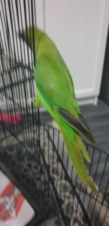 Image 4 of Indian ring neck parrot 5 months old