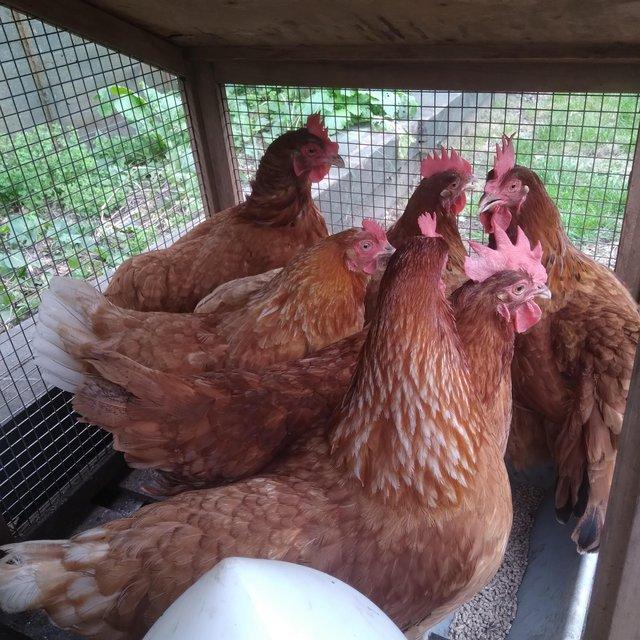 Preview of the first image of Garden Chicken that lay eggs very healthy and active.