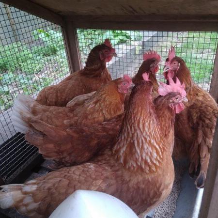 Image 1 of Garden Chicken that lay eggs very healthy and active