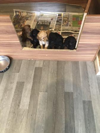 Image 1 of 7 week old cockapoo puppies.