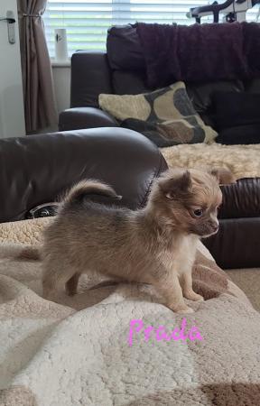 Image 11 of Longhaired Blue Sable Chihuahua pups
