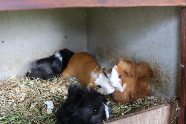 Image 2 of Peruvian Baby Boars and Satin Crested Boar Guinea Pigs