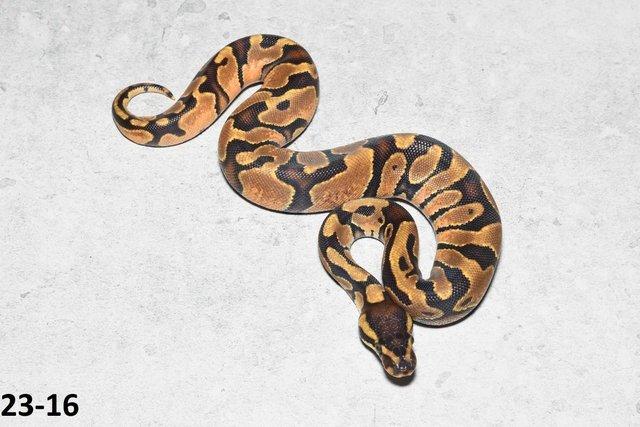 Image 6 of Various Royal Python hatchlings/adults
