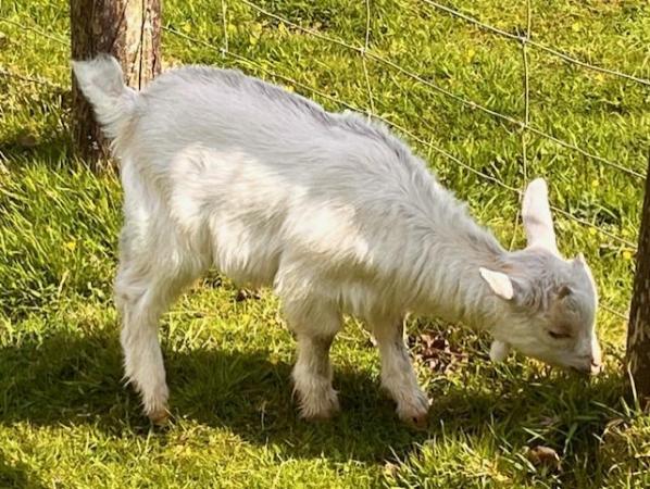 Image 3 of Two Gorgeous Pygmy goats now for sale.