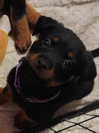 Image 6 of Playful Rottweiler Puppies