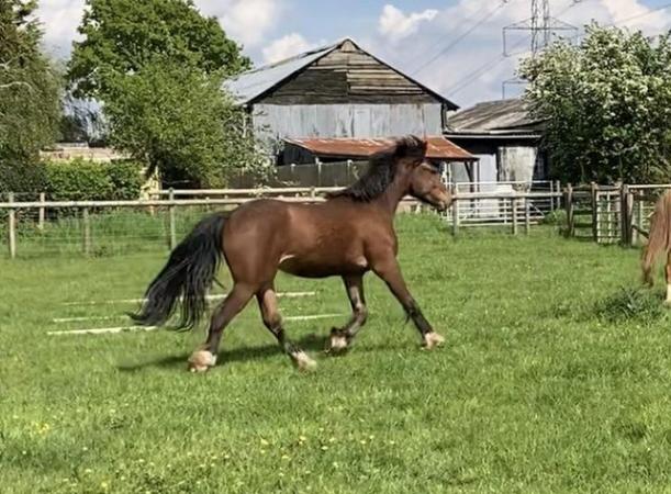 Image 4 of two year old gelding to make 14.2hh