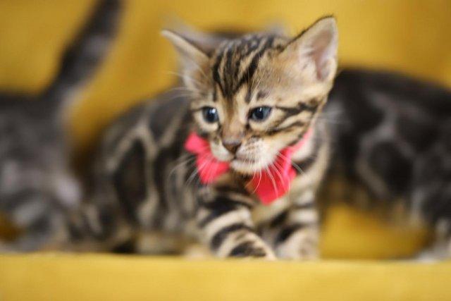 Image 4 of Gorgeous Bengal Babies, Full Pedigree, Top Quality