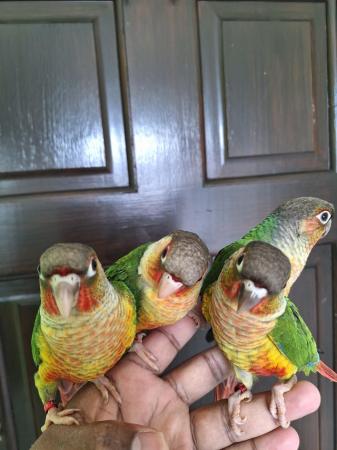 Image 4 of Handreared tame baby yellowsided green cheek conures - Males