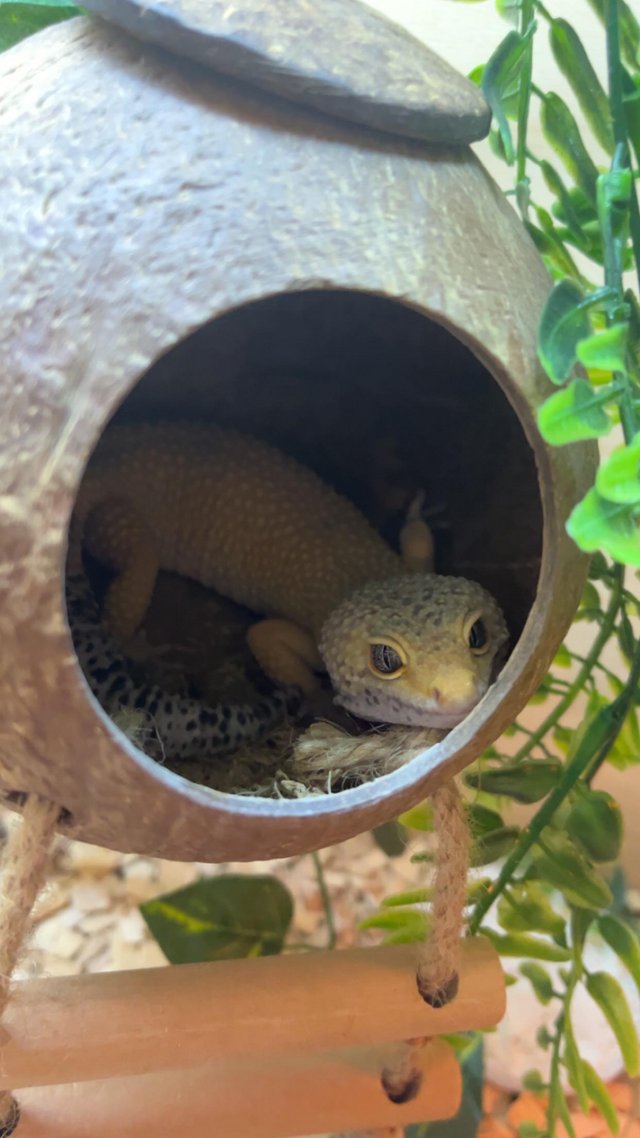Preview of the first image of High yellow male Leopard Gecko & set up.