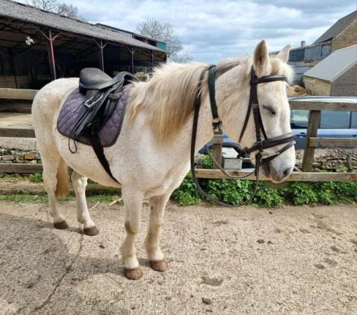Image 1 of Welsh Section B X Pony Club Gelding 13.1hh for sale