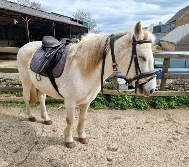 Preview of the first image of Welsh Section B X type Pony Gelding 13.1hh for sale.
