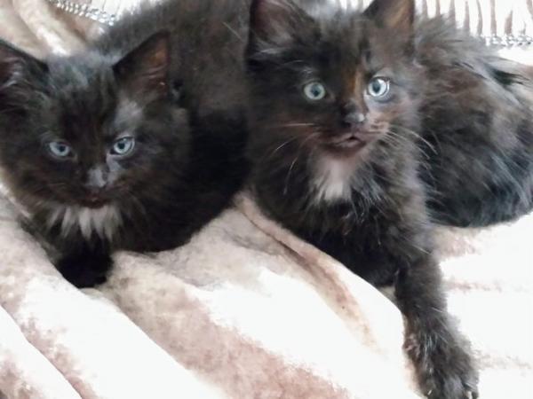 Image 5 of 2 beautifuI Black Fluffy kittens Ready To Collect