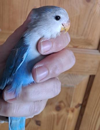Image 5 of Baby peach faced lovebird for sale
