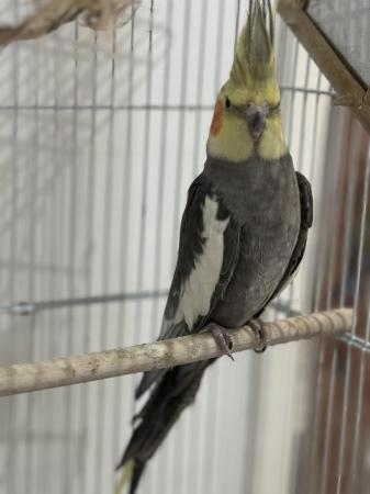 Image 1 of Male cockatiel with large  cage