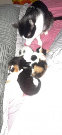 Image 6 of Beautiful Kittens looking for new homes available