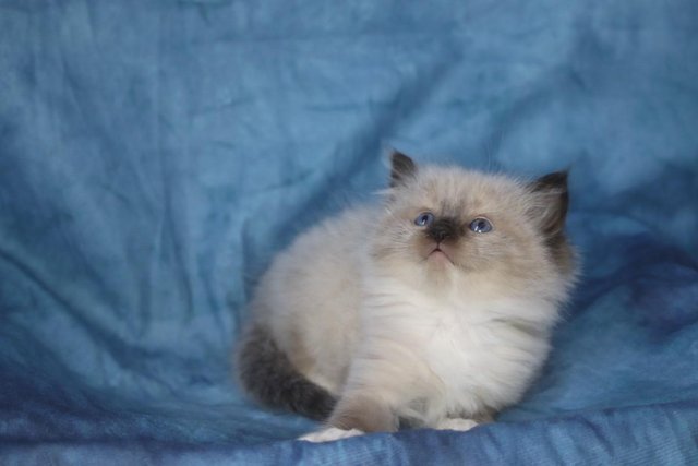 Image 10 of GCCF Reg. Super FLUFFY Ragdoll Kitten. (ALL RESERVED)