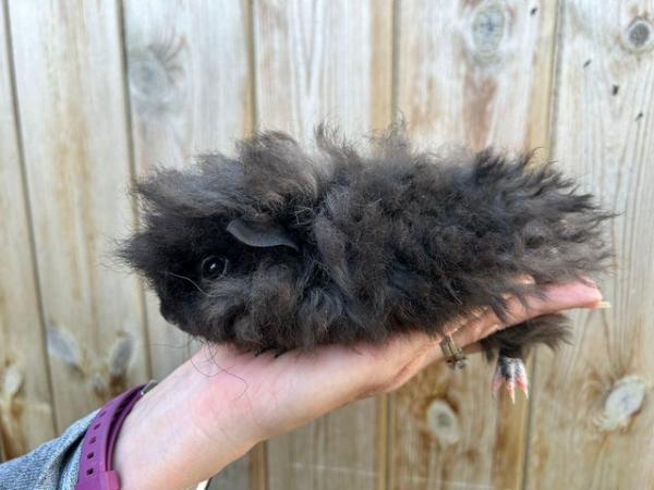 Image 1 of Alpaca baby boy guinea pig available