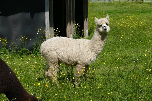 Image 12 of Alpacas - Group of Registered, friendly, young pets