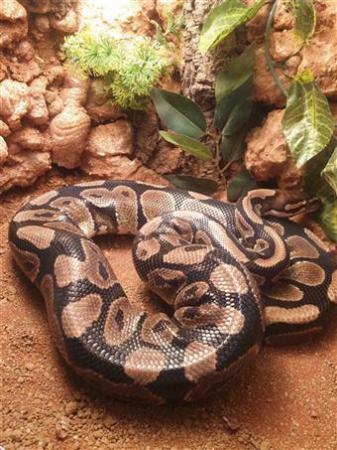 Image 4 of Adult Normal Royal Pythons For Sale