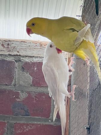 Image 1 of Young Indian ringneck for sale